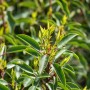 Detailaufnahme der Prunus lusitanica Heckenpflanze (150-175 cm) mit grünen Blättern.