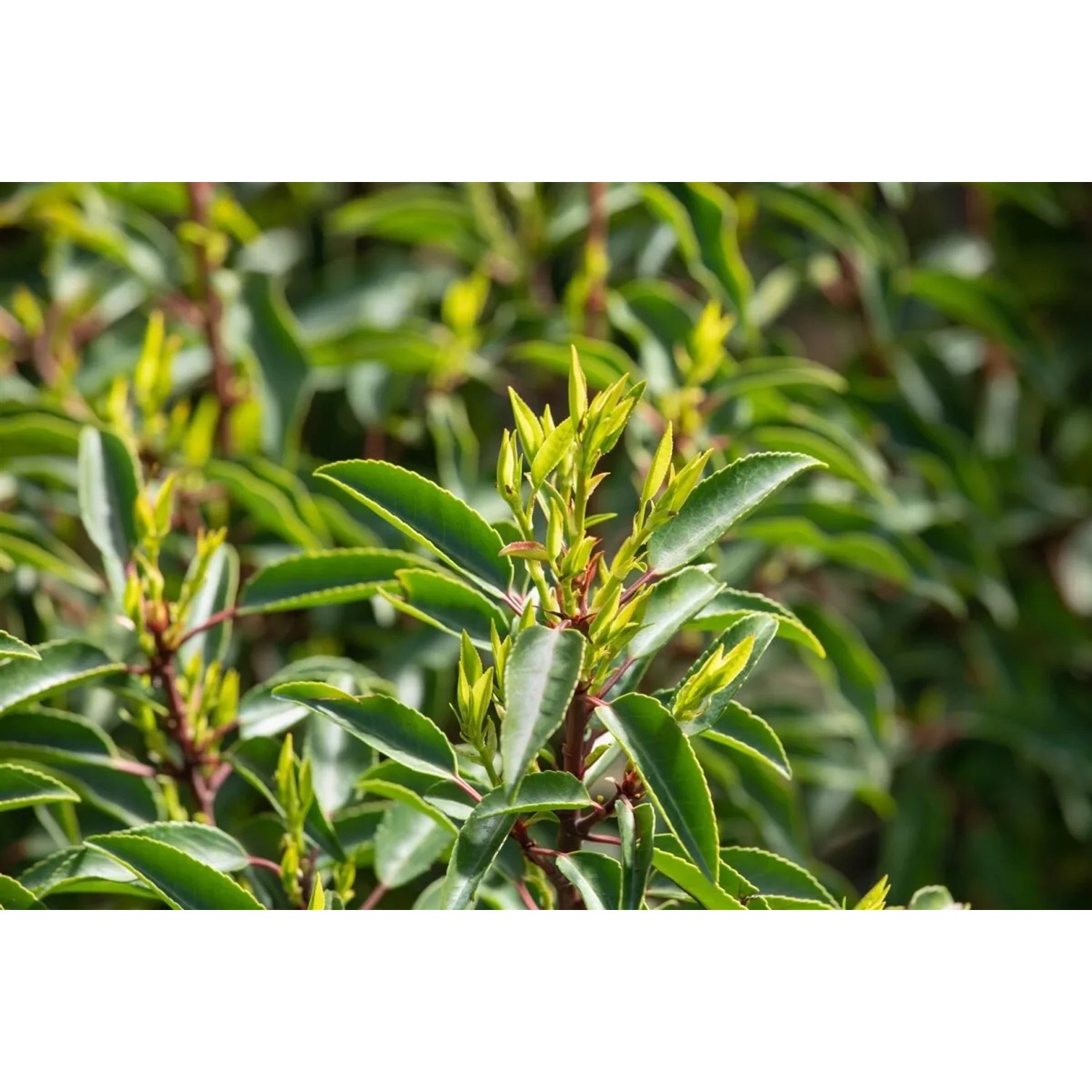Detailaufnahme der Prunus lusitanica Heckenpflanze (150-175 cm) mit grünen Blättern.