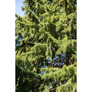 Detailaufnahme der Westamerikanischen Hemlocktanne (Tsuga heterophylla) mit grünen Nadeln.