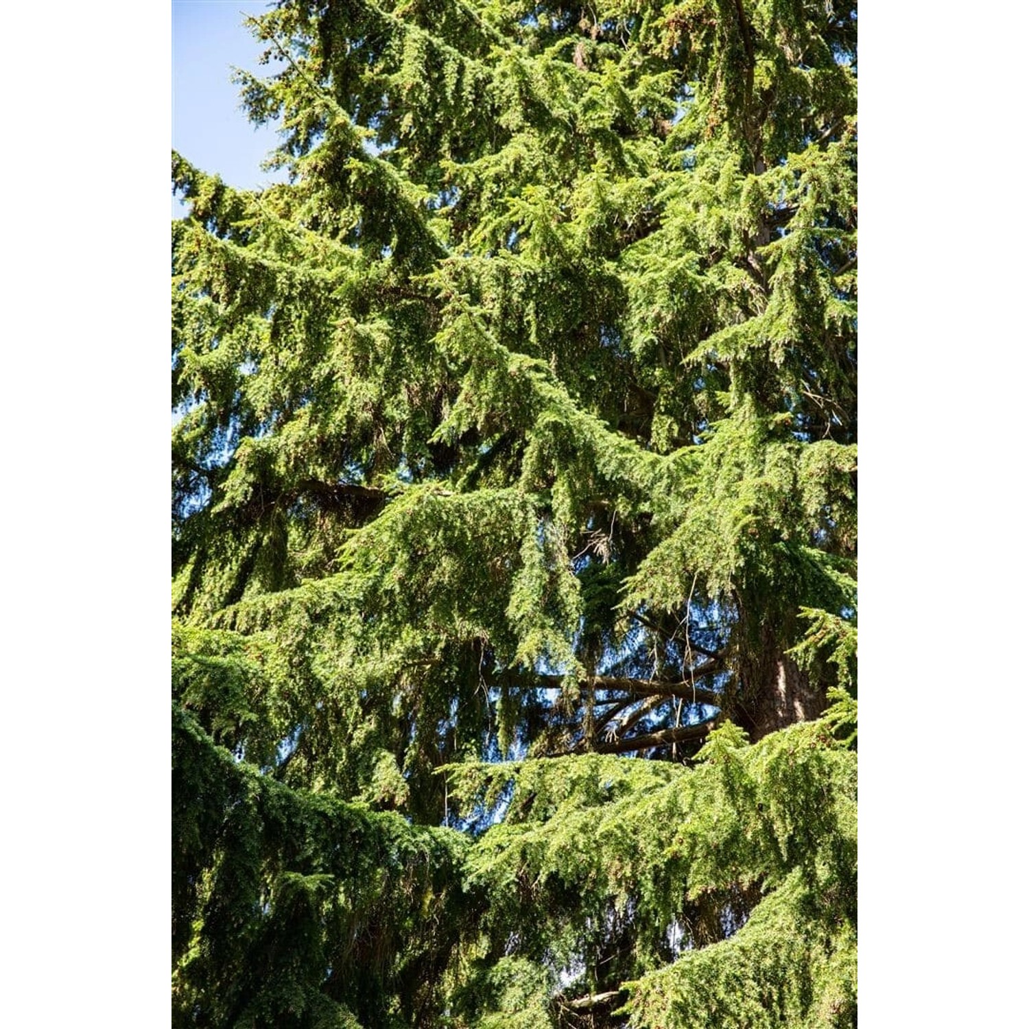 Tsuga Heterophylla Westamerikanische Hemlocktanne 60–80 cm günstig online kaufen