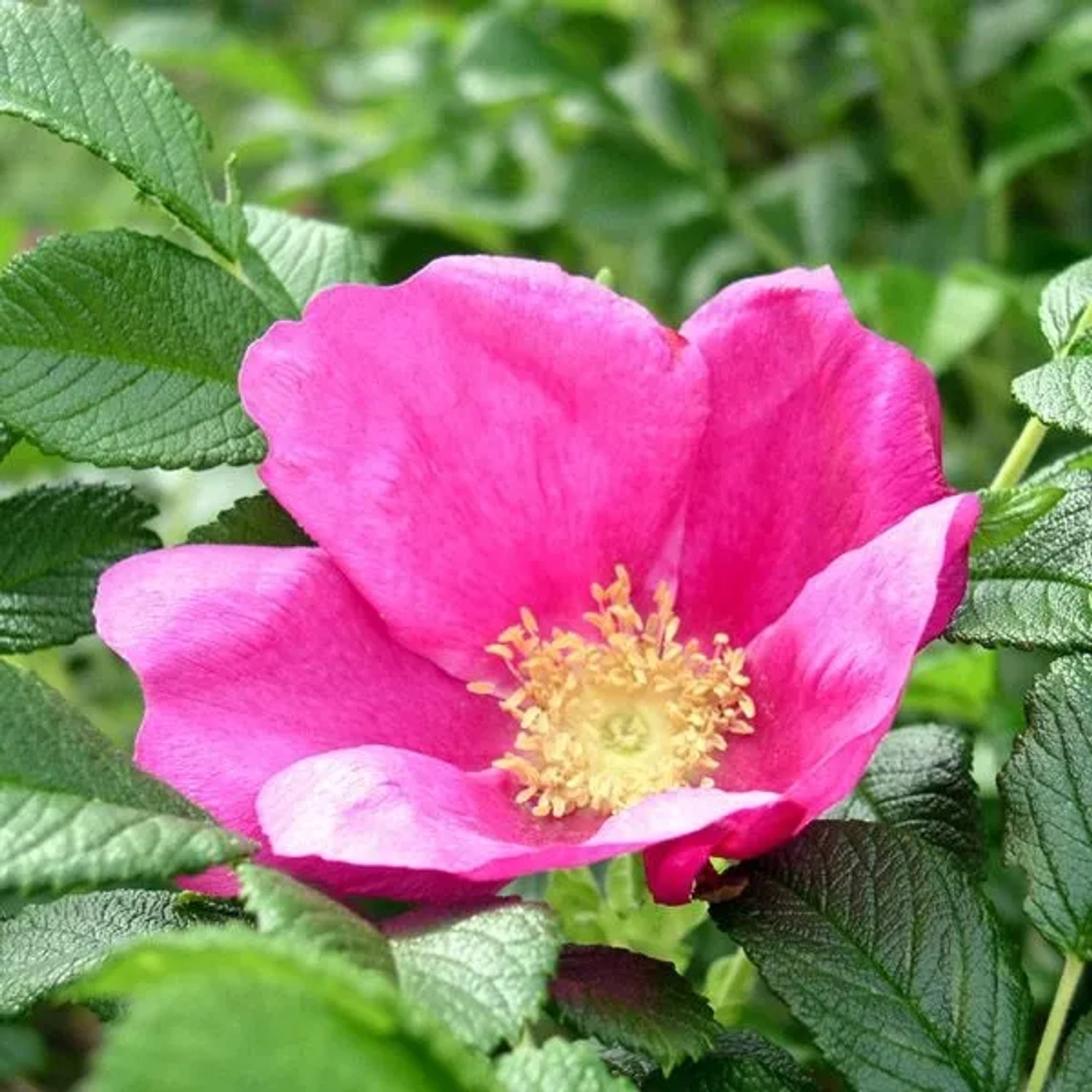 Apfelrose 'Rubra' Rosa rugosa 40 bis 60 cm im Container Rote Blüten