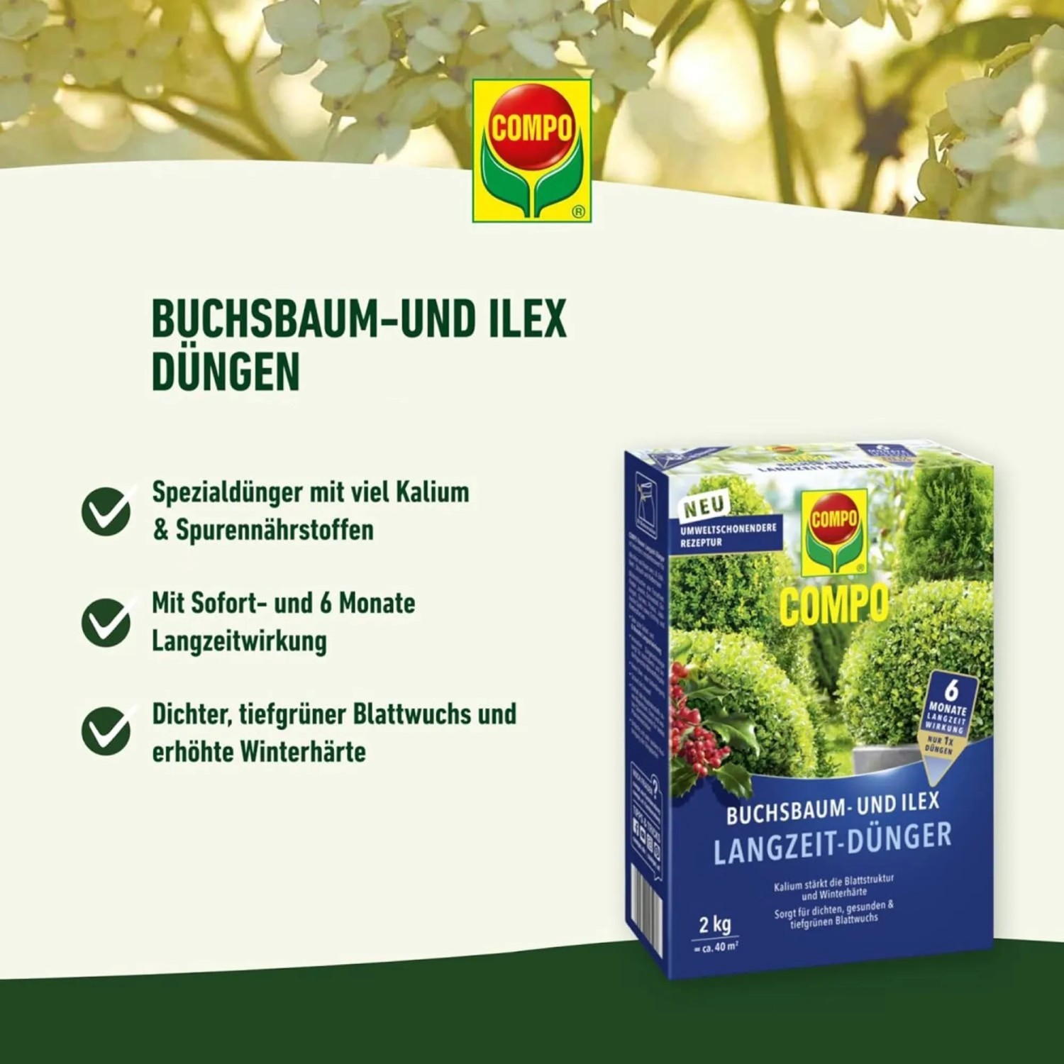 Compo Buchsbaum- & Ilex Langzeit-Dünger, 850g Packung. Fördert dichten, tiefgrünen Wuchs für 6 Monate.