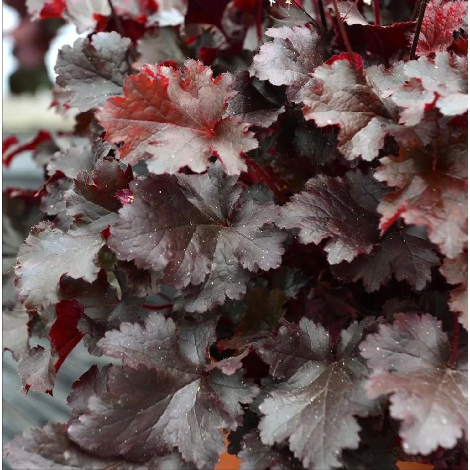 Purpurglöckchen Molly Bush - Heuchera micrantha