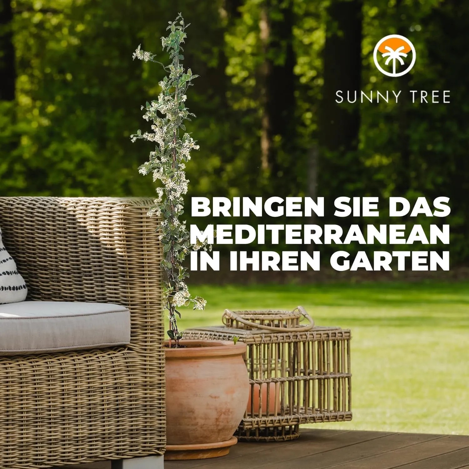 6er Set Toskanischer Jasmin Kletterpflanze im Topf, Höhe 160cm, winterhart bis -18 Grad.