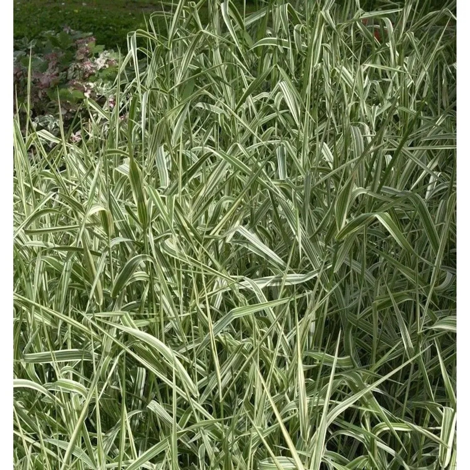 Buntes Glanzgras - Phalaris arundinacea