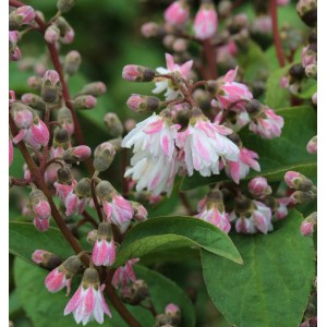 Nahaufnahme des gefüllten Sternchenstrauchs mit rosa-weißen Blüten und grünen Blättern.
