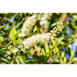 Blühender Portugiesischer Kirschlorbeer Angustifolia mit weißen Blüten.