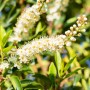Blühender Portugiesischer Kirschlorbeer Angustifolia mit weißen Blüten.