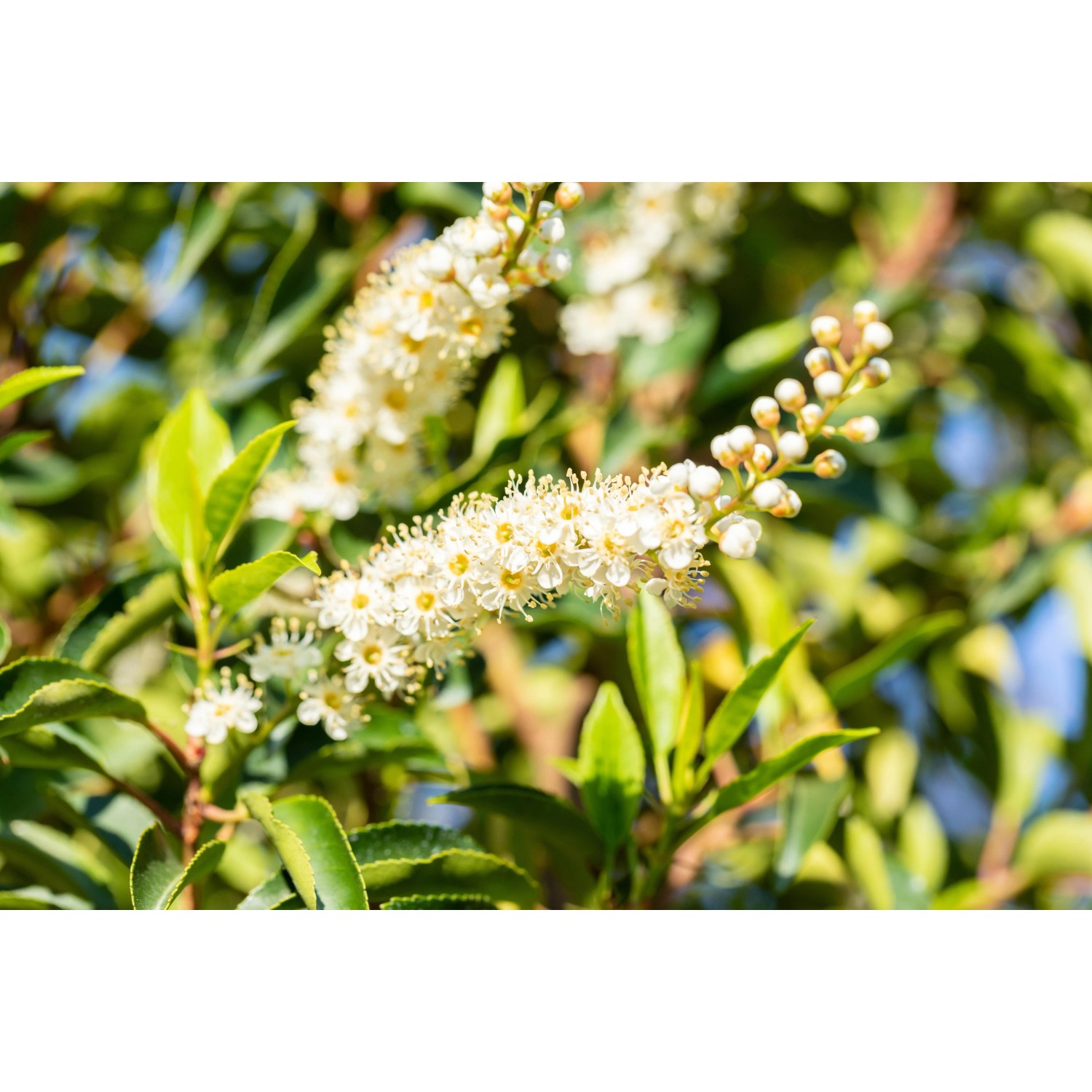 Portugiesischer Kirschlorbeer "Angustifolia" 30-40 cm  17 cm Prunus  lusitanica kaufen bei OBI