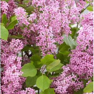 Detailaufnahme des Zwergflieder FlowerfestaPink (Syringa vulgaris) mit rosa Blüten.