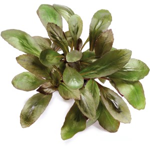 Dennerle Plants Aquariumpflanze Lobelia Cardinalis mit grünen Blättern.