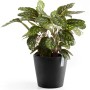 Dunkelgrauer Ecopots Pflanztopf Amsterdam, Ø 30 cm, mit Calathea-Pflanze.