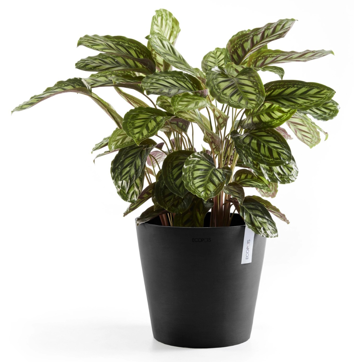 Dunkelgrauer Ecopots Pflanztopf Amsterdam, Ø 30 cm, mit Calathea-Pflanze.