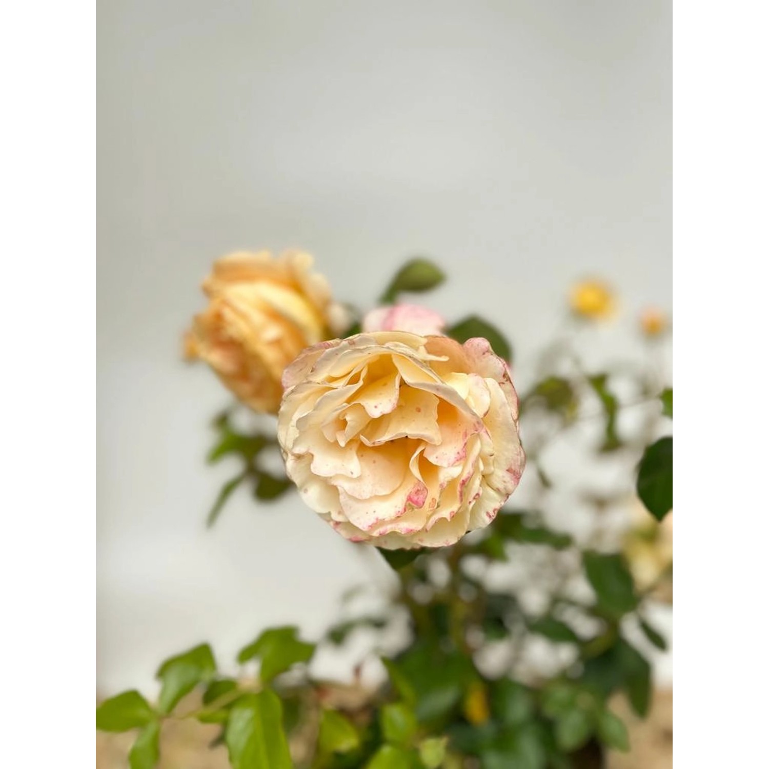 Nahaufnahme der Edelrose Candlelight im Topf mit gelben Blüten.