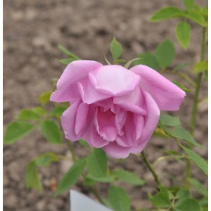 Nahaufnahme der historischen Rose Adam Messerich mit zarten, rosa Blütenblättern.