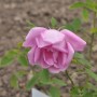 Nahaufnahme der historischen Rose Adam Messerich mit zarten, rosa Blütenblättern.