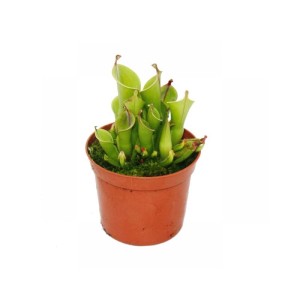 Exotenherz Sumpfkrug Heliamphora im 9cm Topf, eine fleischfressende Rarität.