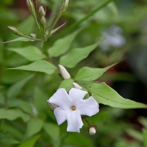 Echter Jasmin Jasminum officinale 50 bis 60 cm im Container Duftende Blüten
