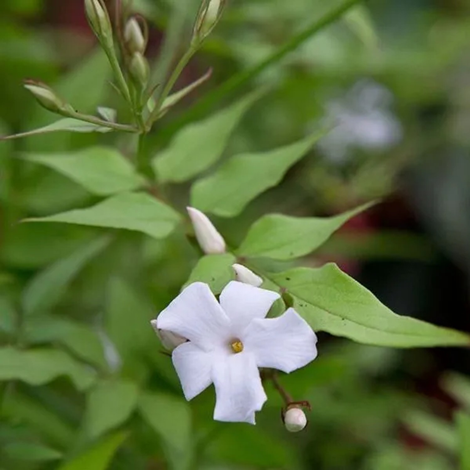 arborix Echter Jasmin Jasminum Officinale 50 Bis 60 Cm Im Container Duftende Blüten