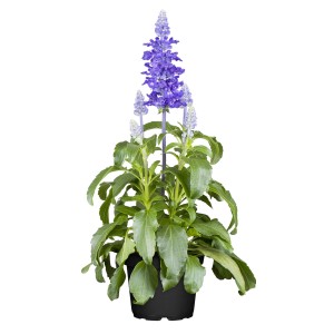 Ziersalbei Mysty im Topf, blaue Blüten, grüne Blätter. Bepflanzte Schale für Innen.