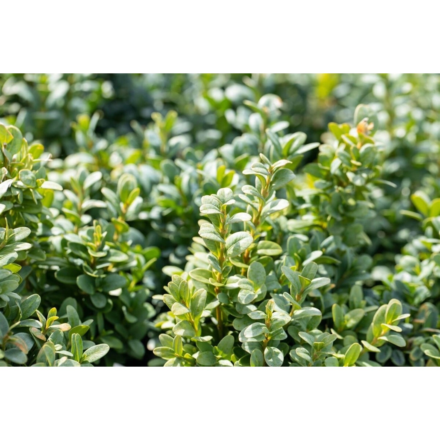 Buxus sempervirens 'Bullata' Halbkugel 150-160 cm günstig online kaufen