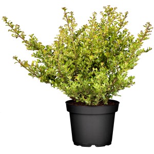 Berg-Ilex 'Glorie Gem' im 2 l Topf, ca. 20-25 cm hoch. Immergrüne Stechpalme für Hecken und Formschnitt.