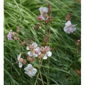 Storchenschnabel Saint Ola, Geranium cantabrigiense mit weißen Blüten im Garten.