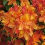 Leuchtend orange Azalee Golden Eagle (Rhododendron luteum) Blütenstand, Detailaufnahme.