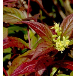 Amerikanische Weigelie Kodiak Red mit roten Blättern und gelben Blüten.