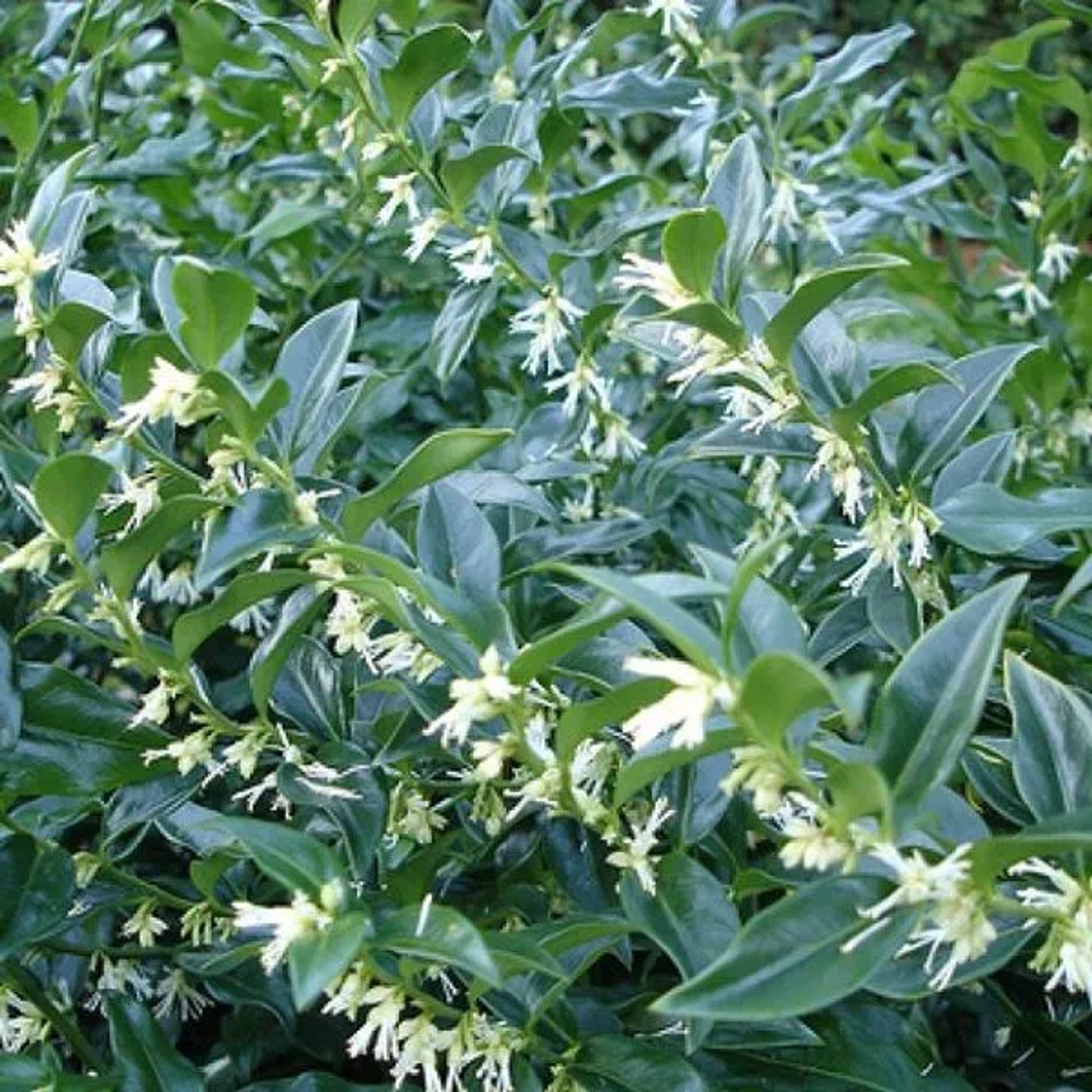 Schleimbeere Sarcococca confusa 20 bis 25 cm im Container Immergrün