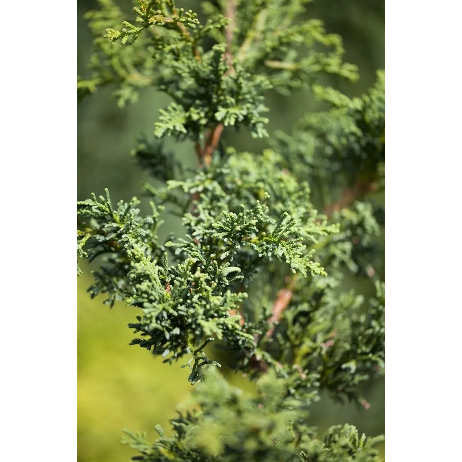 Detailaufnahme der Muschelzypresse Chamaecyparis Obtusa Lycopodioides, 20–25 cm hoch.