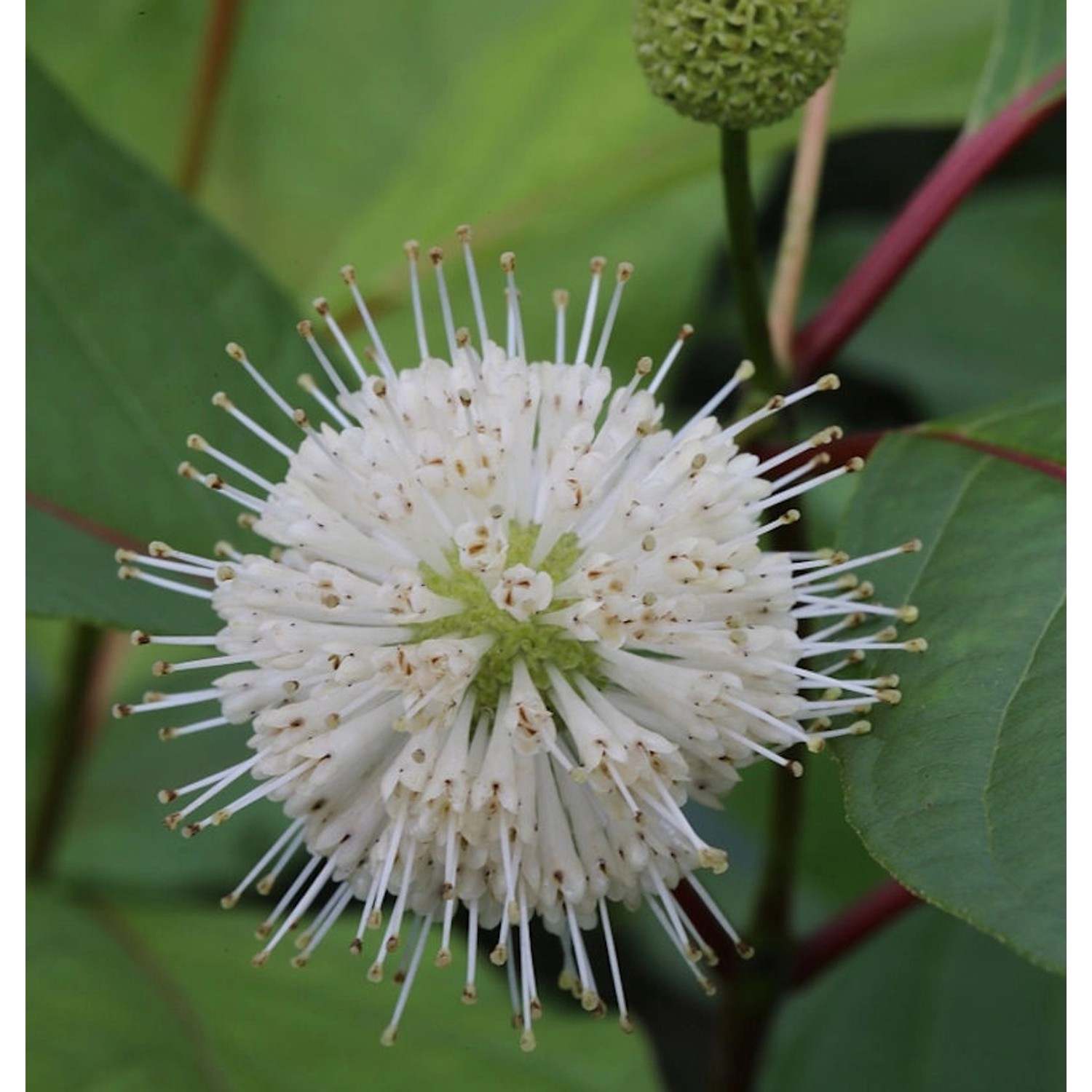 Kopfblume Knopfbusch 40-60cm - Cephalanthus occidentalis günstig online kaufen