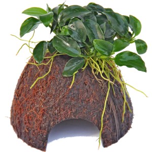 Dennerle Nano Cave mit Anubias Bonsai, Aquariumpflanze für Nano Aquarium.