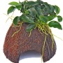 Dennerle Nano Cave mit Anubias Bonsai, Aquariumpflanze für Nano Aquarium.