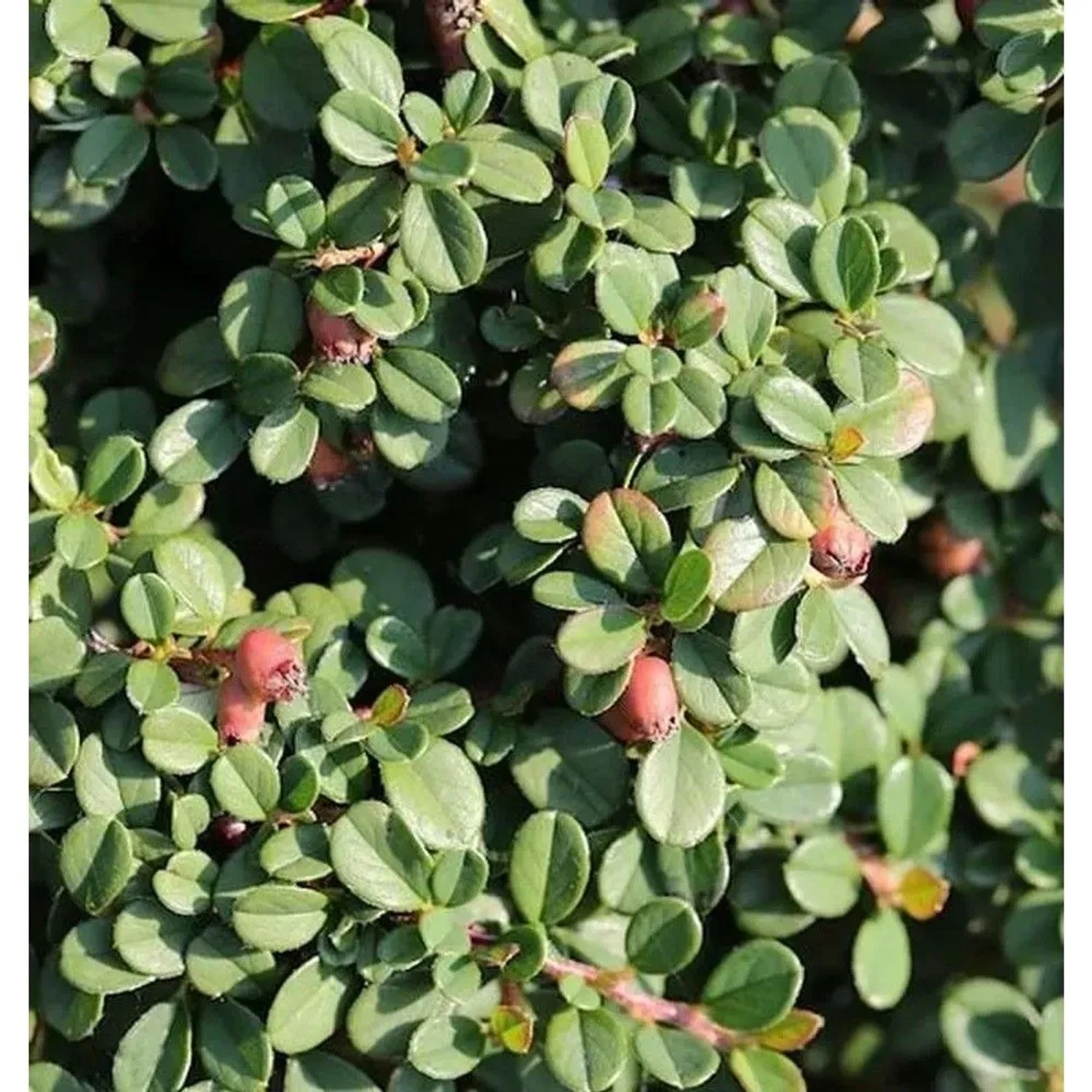 Kriechmispel Streibs Findling 20-25cm - Cotoneaster dammeri