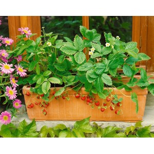 Rügen Walderdbeere im Topf mit roten Früchten und grünen Blättern.