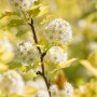 Gelblaubige Blasenspiere 'Darts Gold' (15–20 cm) mit weißen Blüten und gelben Blättern.