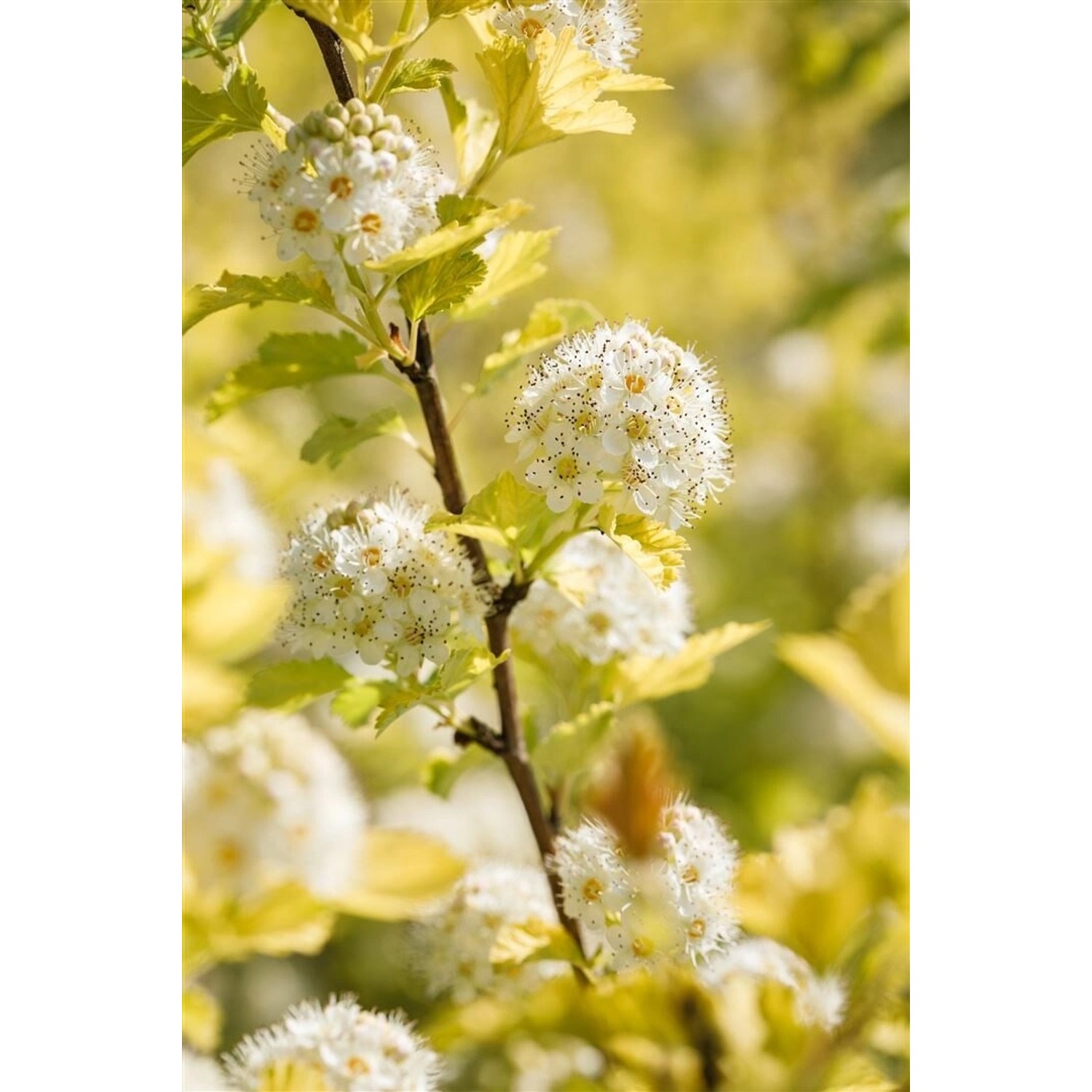 Physocarpus Opulifolius Darts Gold Gelblaubig 15–20 cm günstig online kaufen