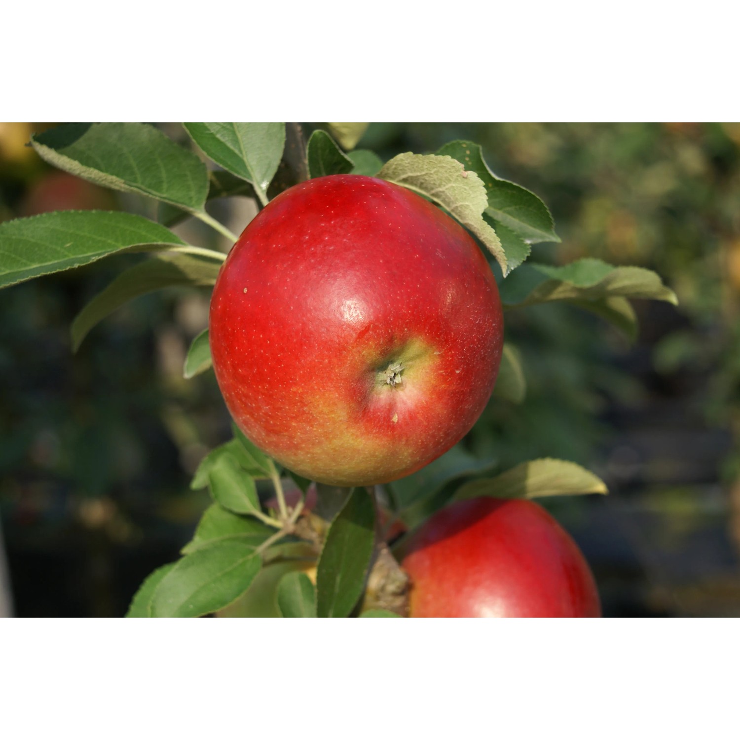 Säulenapfel Sonate® 80 - 100 cm Malus domestica