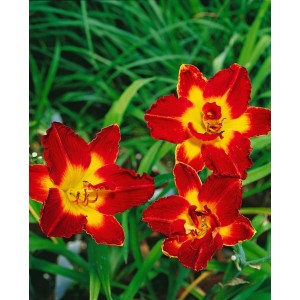 Nahaufnahme der rot-gelben Taglilie 'Chicago Apache' im Topf. Blühende Staude für Beet und Garten.