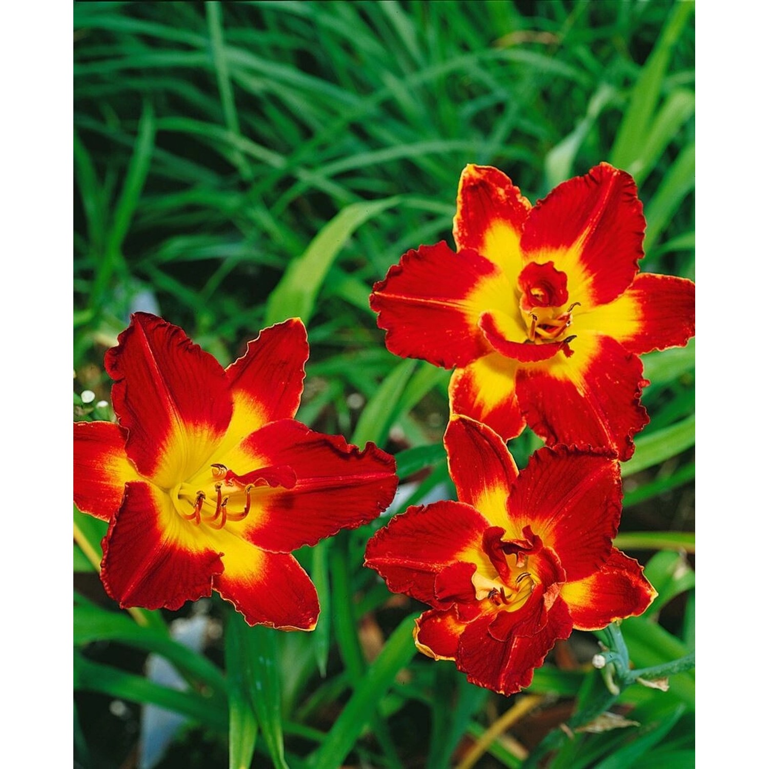 Hemerocallis X Cult. Chicago Apache Taglilie Ca. 11x11 cm Topf günstig online kaufen