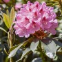 Rosa Rhododendron Hybr. Lady Annet mit üppigen Blüten und grünen Blättern.