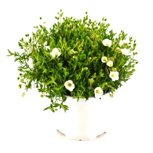 Berg-Sandkraut Summer White im Topf, ca. 26 cm hoch. Winterharte Staude für den Garten.