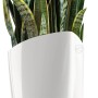 Weiße Lechuza Delta Premium Pflanzsäule, 75cm hoch, mit Grünpflanze.