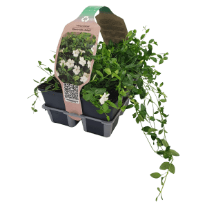 6er Pack Immergrün 'Gertrude Jekyll' im Topf mit weißen Blüten und grünen Blättern.