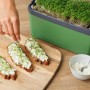 Dunkelgrünes Gusta Garden Anzuchtsgefäß Harry Herbs 5L mit Kresse auf Broten.