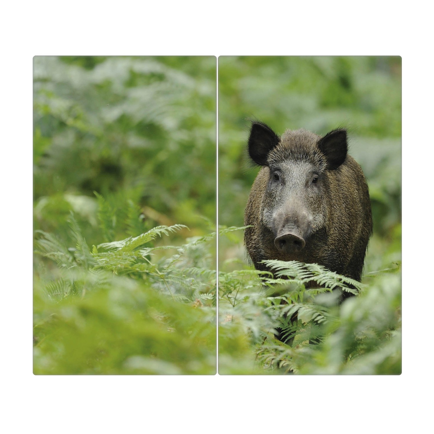 Banjado Herdabdeckplatte Glas 2 Teilig Je 30x52CM Schneidebrett Herdabdeckung Mit Motiv Wildschwein (Maße: 52cm | 0.8cm | 60cm)