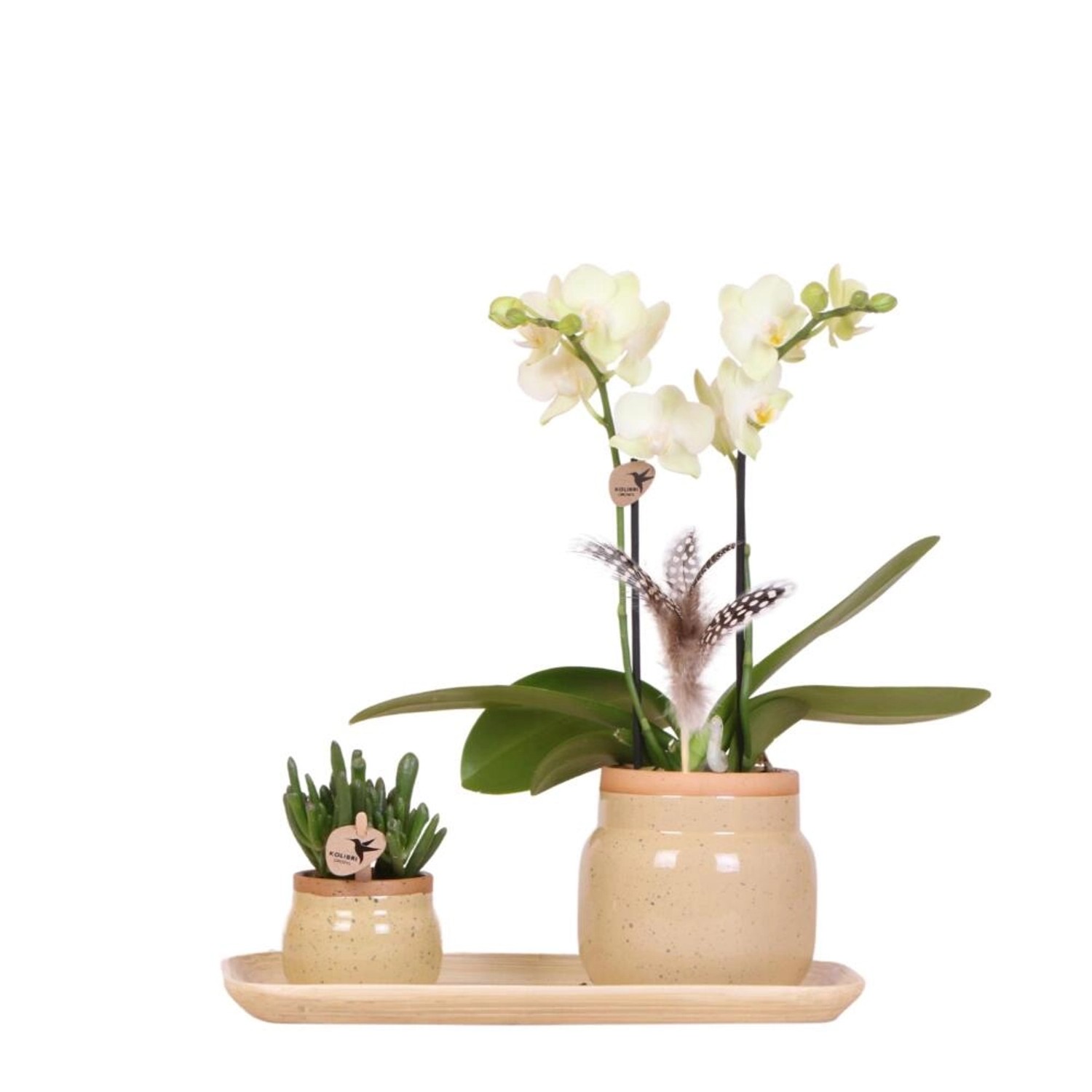 Kolibri Orchideen Grünpflanzenset mit gelber Phalaenopsis Orchidee in Vintage Ziertöpfen & Bambustablett