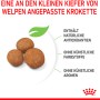 Royal Canin Maxi Puppy Trockenfutter: Kroketten für Welpen großer Rassen, mit Antioxidantien, ohne künstliche Zusätze.