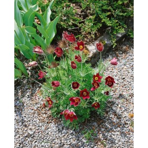 Küchenschelle 'Rubra' im 9x9 cm Topf: Kompakte Staude mit roten Blüten und silbrigem Laub im Steingarten.